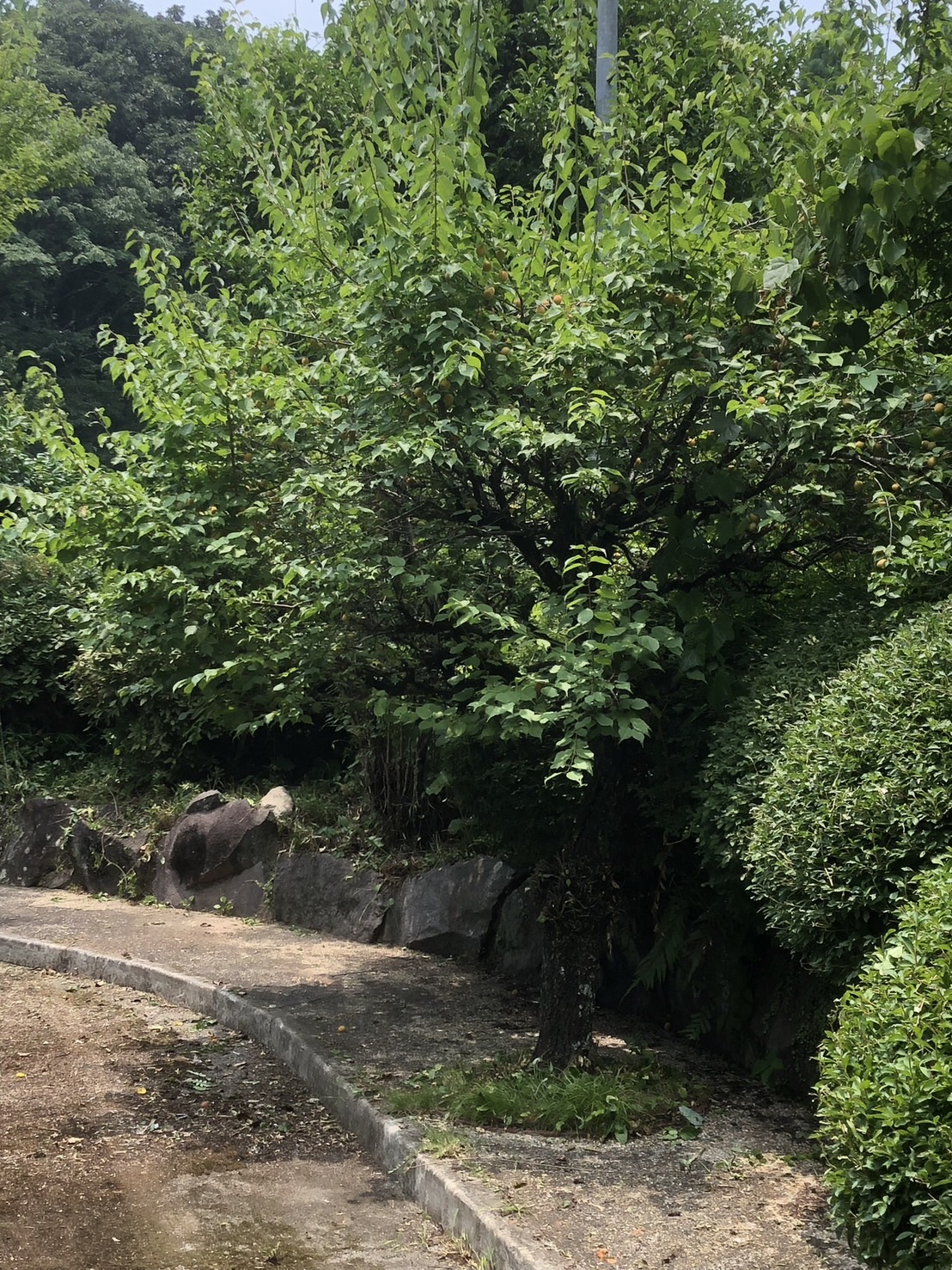 令和７年　７月上旬